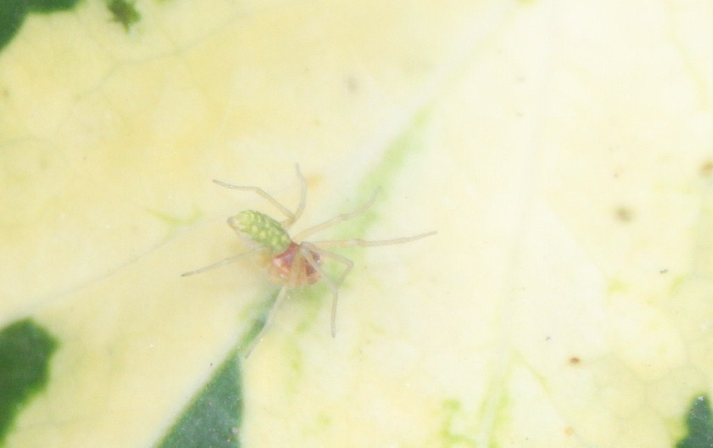 Nigma sp.
